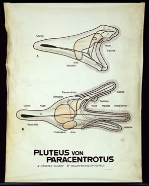 Ec 19-Pluteus v. Paracentrotus.jpg