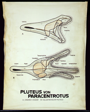 Ec 19-Pluteus v. Paracentrotus.jpg