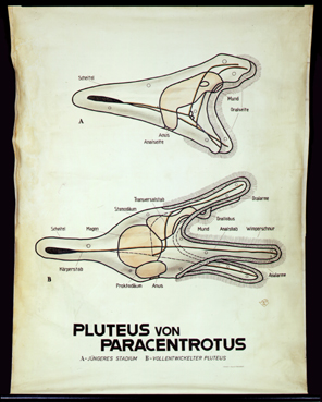 Ec 19-Pluteus v. Paracentrotus.jpg