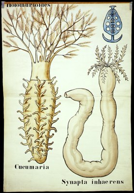 Ec 21-Holothuroides.jpg