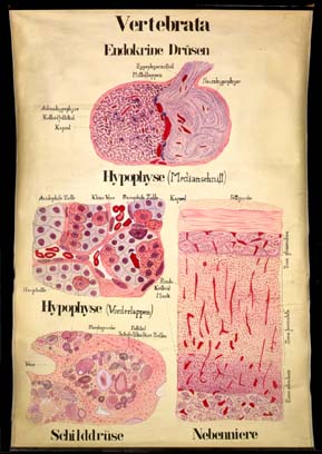 End 01 Vertebrata, endokrine Drüsen.jpg
