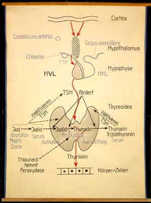 End 02 Thyreoidea (Funktion, schemat.jpg