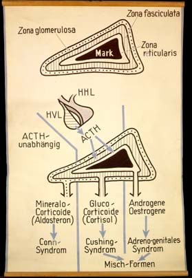 End 03 Nebenniere (I).jpg