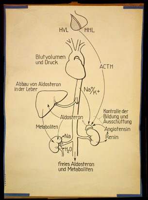 End 04 Nebenniere (II).jpg