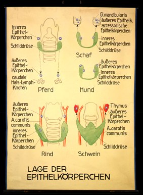 End 06 Lage d. Epithelkörperchen.jpg