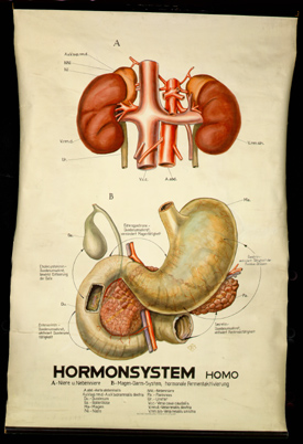 End 07 Hormonsystem (Homo).jpg