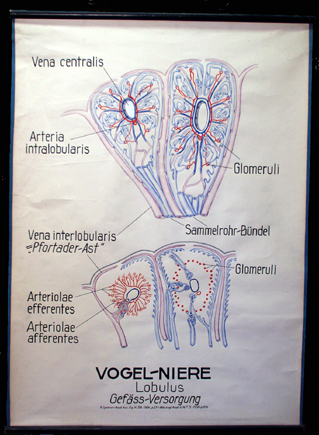 Exk2Vogel-Niere.jpg