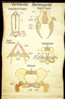 ESk 01 Vertebrata, Beckengürtel.jpg