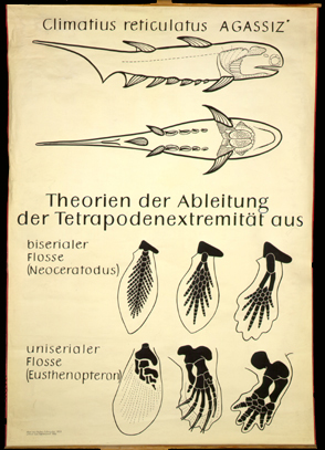 ESk 02 Ableitung der Tetrapodenextremität.jpg