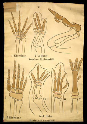 ESk 04 Extremitäten d. Sauropsiden.jpg