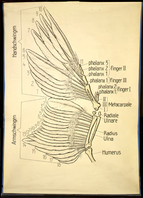 ESk 06 Vogel, Vorderextr., Befiederung.jpg