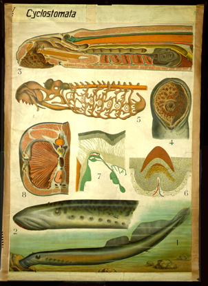 Fi 01 Cyclostomata.jpg