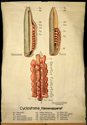 Fi 02 Cyclostoma, Kiemenapparat.jpg