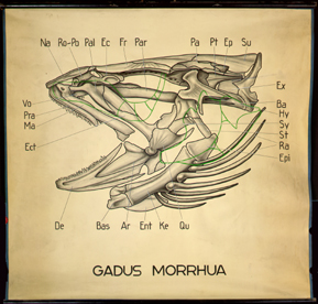 Fi 07 Gadus morrhua (Schädel).jpg