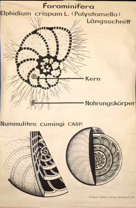 Foraminifera