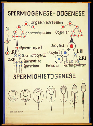 For 01 Spermiogenese, Oogenese.jpg
