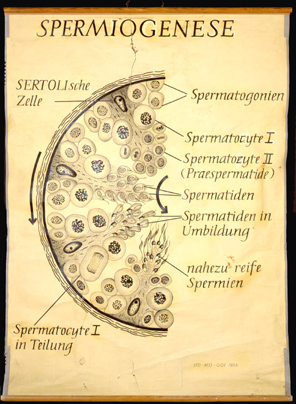 For 02 Spermiogenese.jpg