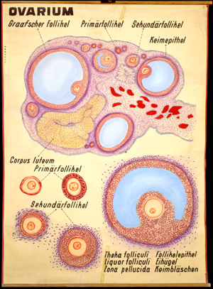 For 03 Ovarium (Oogenese).jpg