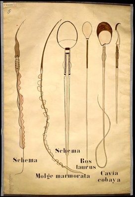 For 05 Spermien (Molge u.a.).jpg