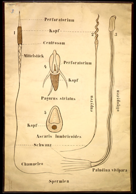 For 06 Spermien (Pagurus u.a.).jpg