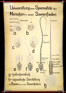 For 07 Umwandlung e. Spermatide d. Menschen.jpg