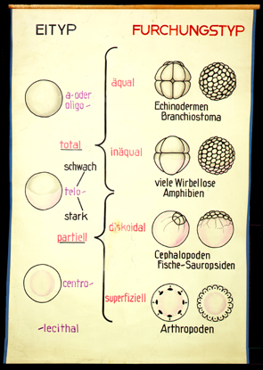 Ont 01 Eityp, Furchungstyp.jpg