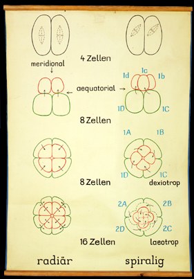 Ont 02 radiär, spiralig.jpg