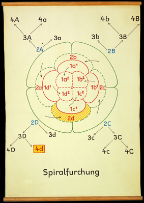 Ont 03  Spiralfurchung.jpg