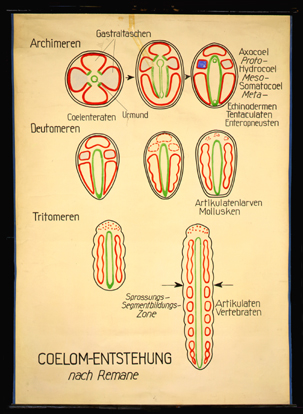 Ont 05 Coelom-Entstehung n. REMANE.jpg