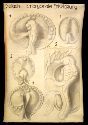 Ont 06 Selachii, Embryonale Entwicklung.jpg