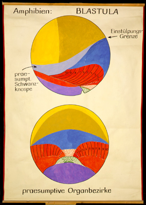 Ont 07 Amphibien. Blastula, praesumptive Organbezirke.jpg