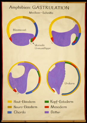 Ont 08  Amphibien, Gastrulation.jpg