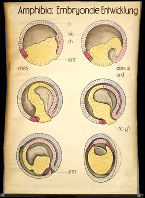 Ont 09 Amphibien, Embryonale Entwicklung.jpg