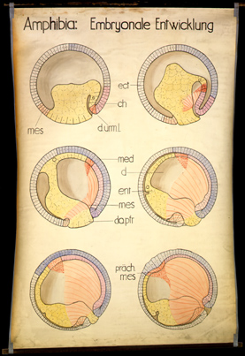 Ont 10 Amphibia, Embryonale Entwicklung (I).jpg