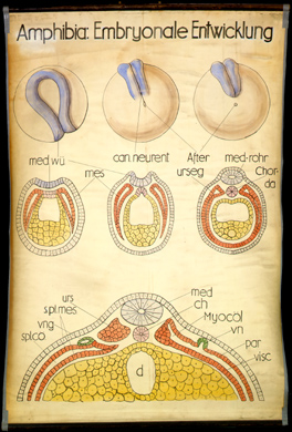 Ont 11 Amphibia, Embryonale Entwicklung (II).jpg