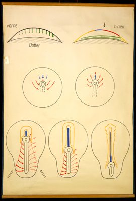 Ont 13 Neurulation.jpg