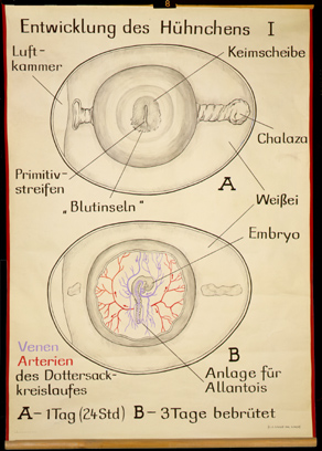 Ont 16 Entwicklung des Hühnchens I.jpg