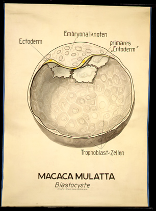 Ont 18 Macaca mulatta, Blastocyste.jpg