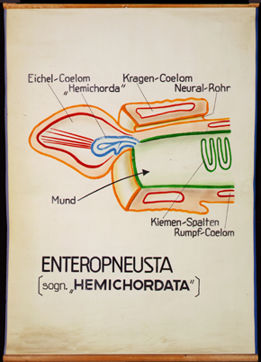 He 01-Enteropneusta.jpg