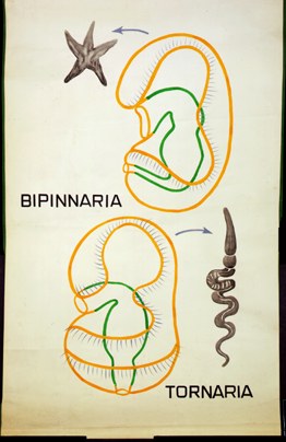 He 03-Bipinnaria-Tornaria-Larven.jpg