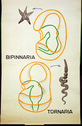 He 03-Bipinnaria-Tornaria-Larven.jpg
