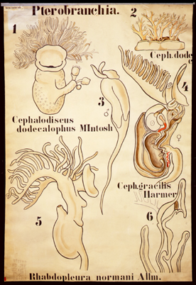 He 04-Pterobranchia.jpg