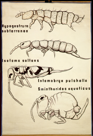 Ap 1-Collembola.jpg