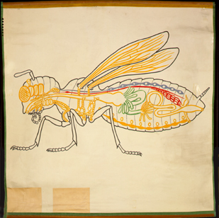 In 01-Schema eines Insekts.jpg