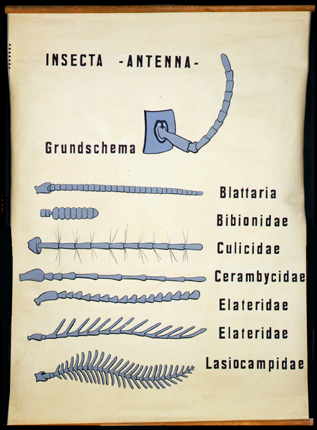 In 05-Insecta Antanna.jpg