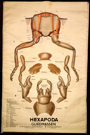 In 07-Hexapoda Gliedmaßen.jpg