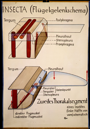 In 09-Insekten Flügelgelenkschema.jpg