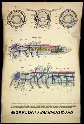 In 22-Hexapoda.jpg