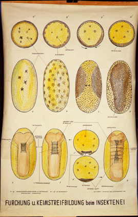 In 30-Insektenei.jpg