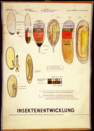 In 33-Insektenentwicklung.jpg